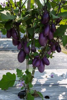 Very prolific eggplant during fruiting stage