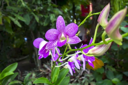 Wild Spotted Orchid Flowers and Green Leaves in Chiang Rai.