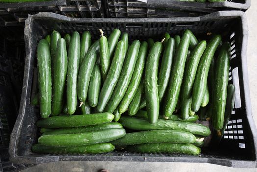 Japanese cucumber being ready for shipment