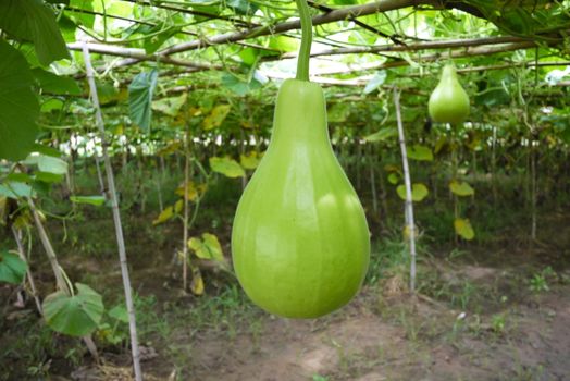 Bottle gourd for Asian consumption