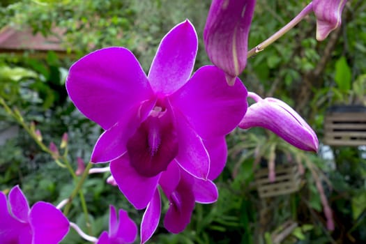 Wild Orchid Flowers and Buds, Green Leaves in Chiang Rai.