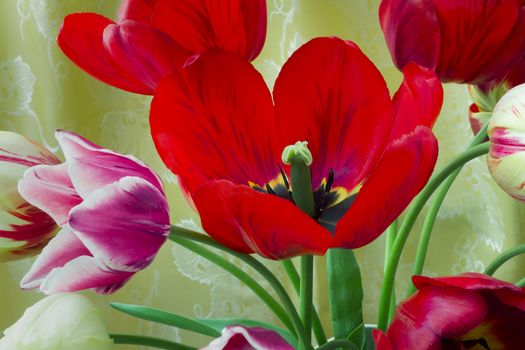 One big beautiful tulip of bright red color against the beautiful draped yellow silk. It is presented by a close up