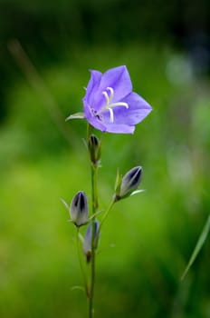 Purple flower