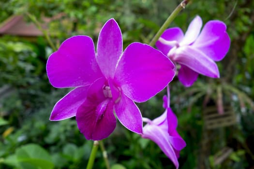 Wild Orchid Flowers and Green Leaves in Chiang Rai.