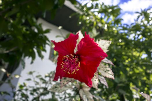 Pistil and Stamens of Hibiscus Bush with Red Flower and Variegated Leaves in Chiang Rai.