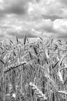 Wheat field in black and white