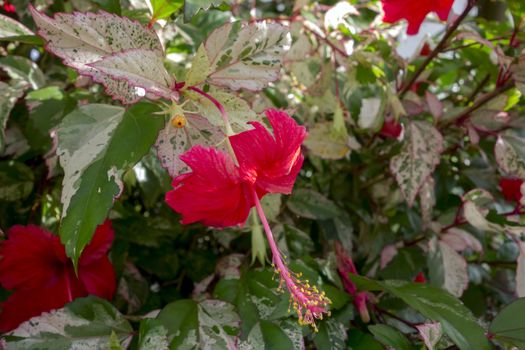 Hibiscus Bush with Red Flower, Bud and Variegated Leaves in Chiang Rai.