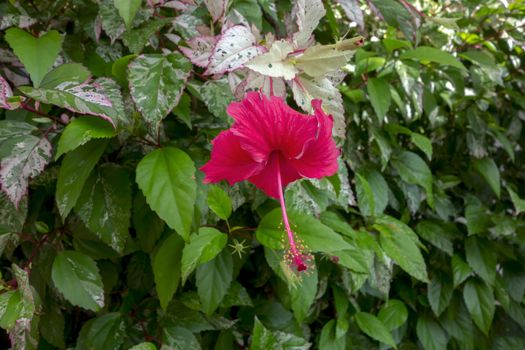 Hibiscus Bush with Red Flower and White Leaves in Chiang Rai.