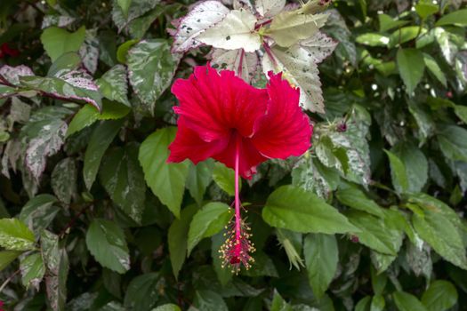 Hibiscus Bush with Red Flower and Variegated Leaves in Chiang Rai.