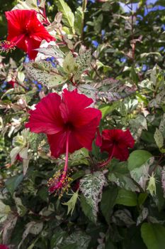 Red Hibiscus Flower with Variegated Leaves in Chiang Rai.