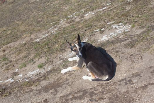 Lying black and white dog 
