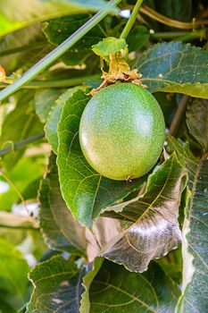 Fresh passion fruit in a orchard