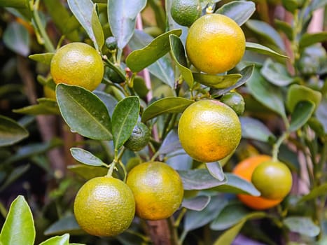 Fresh orange on branch of the tree 