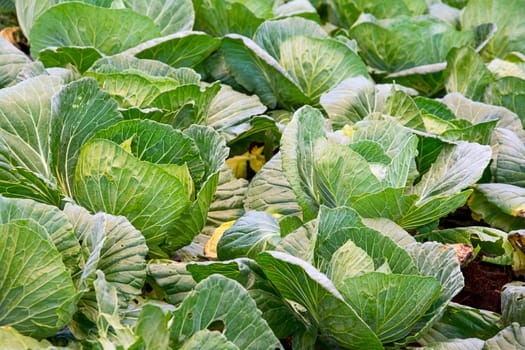 Cabbage growing in vegetable garden 