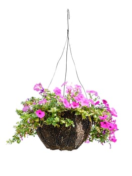 Hanging basket with a petunia flower isolated on a white background 