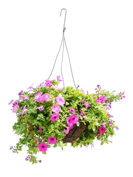 Hanging basket with a petunia flower isolated on a white background 