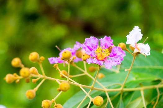 small pink flower in tropical garden,shallow focus