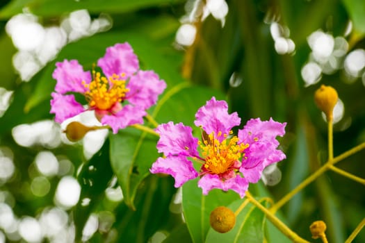 small pink flower in tropical garden,shallow focus