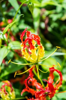 colorful flower in tropical forest,shallow focus