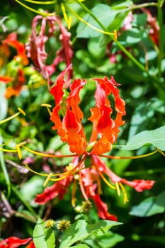 colorful flower in tropical forest,shallow focus