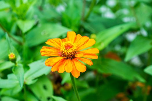 orange flower in tropical garden,shallow focus