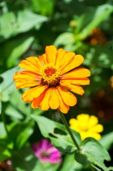 orange flower in tropical garden,shallow focus