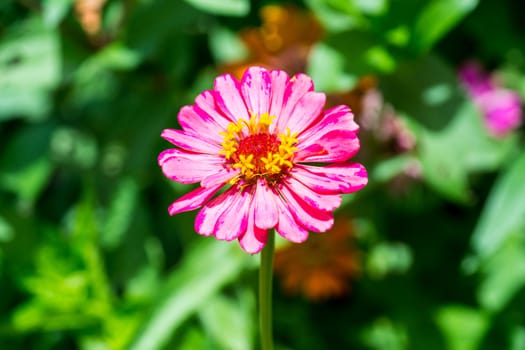 pink flower in tropical garden,shallow focus