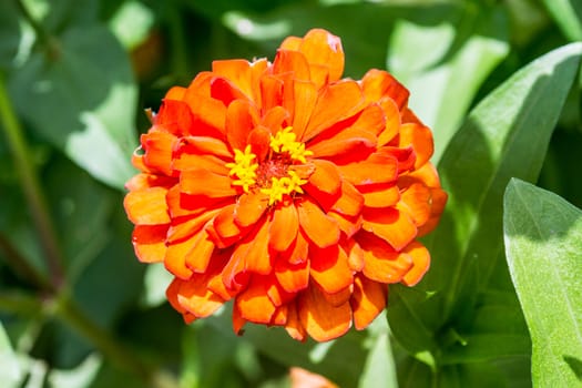 orange flower in tropical garden,shallow focus