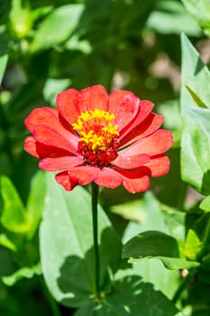 pink flower in tropical garden,shallow focus