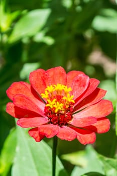 pink flower in tropical garden,shallow focus