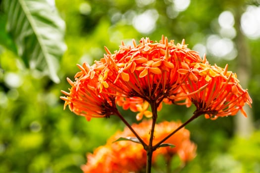 orange flower in tropical garden,shallow focus