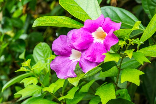 purple flower in tropical garden,shallow focus