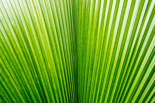 big palm leaf in tropical garden,shallow focus