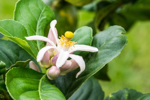 small white flower in tropical forest,shallow focus