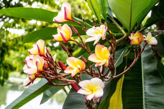 colorful temple flower in tropical forest,shallow focus