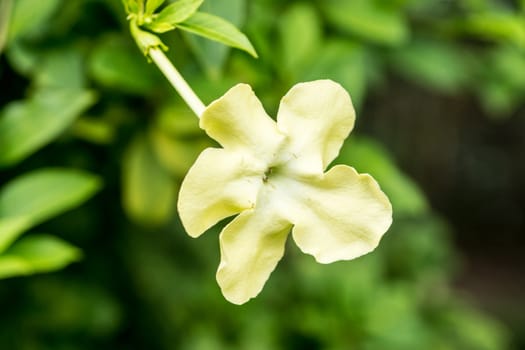 small white flower in tropical forest,shallow focus