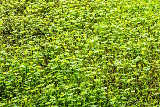 floor of small leaf in water garden