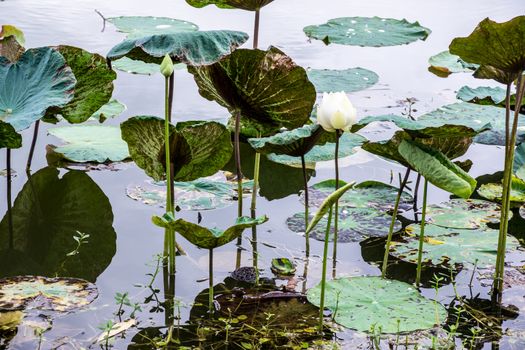 white lotus in tropical water garden