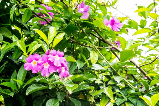 purple flower in tropical garden,shallow focus