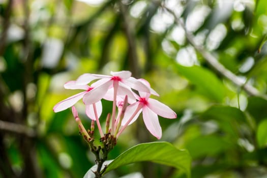 pink flower in tropical garden,shallow focus