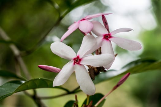 white and pink flower in tropical garden,shallow focus