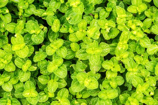 floor of small leaf in water garden