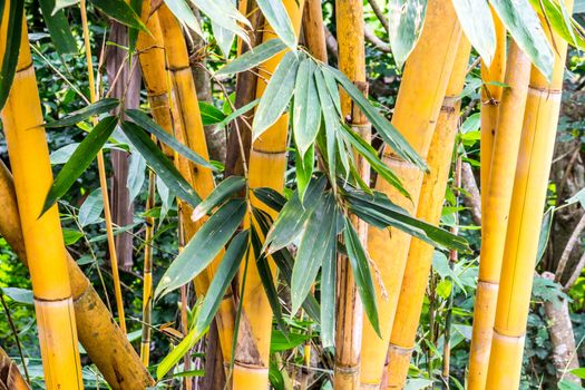 yellow trunk bamboo in tropical forest,shallow focus