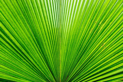 big palm leaf in tropical garden,shallow focus