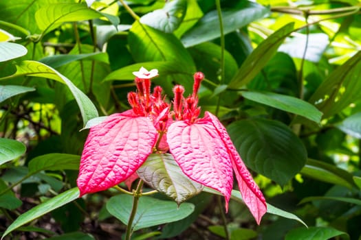 red wild flower in tropical garden,shallow focus