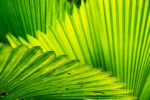 big palm leaf in tropical garden,shallow focus