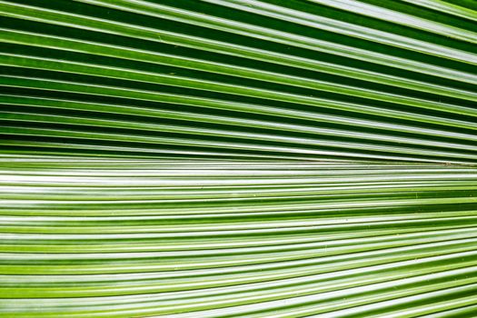 big palm leaf in tropical garden,shallow focus