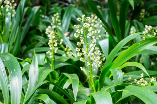 small white flower in tropical forest,shallow focus