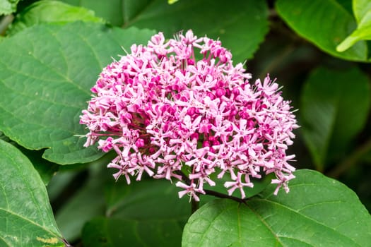 pink flower in tropical garden,shallow focus