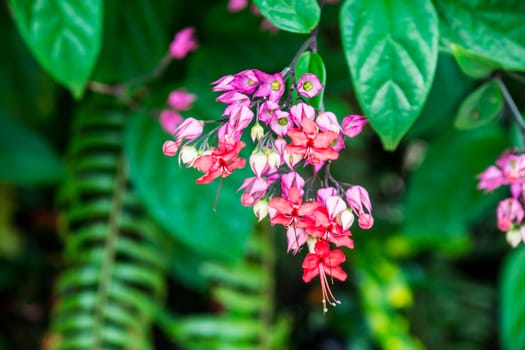 small colorful flower in tropical forest,shallow focus